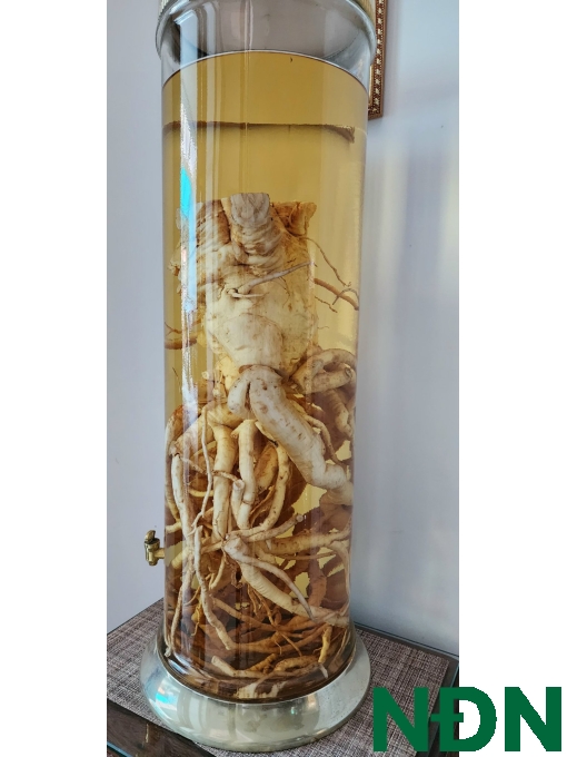 RƯỢU NGÂM ĐINH LĂNG